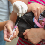 Vacinação contra raiva no Centro de Controle de Zoonoses de Mogi nesse sábado (27)