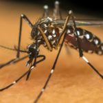 Itaquá declara situação de emergência devido à epidemia de dengue