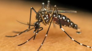 Itaquá declara situação de emergência devido à epidemia de dengue