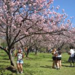 Festa das Cerejeiras terá programação gratuita em São Paulo!